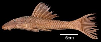 Media type: image; Ichthyology 7756